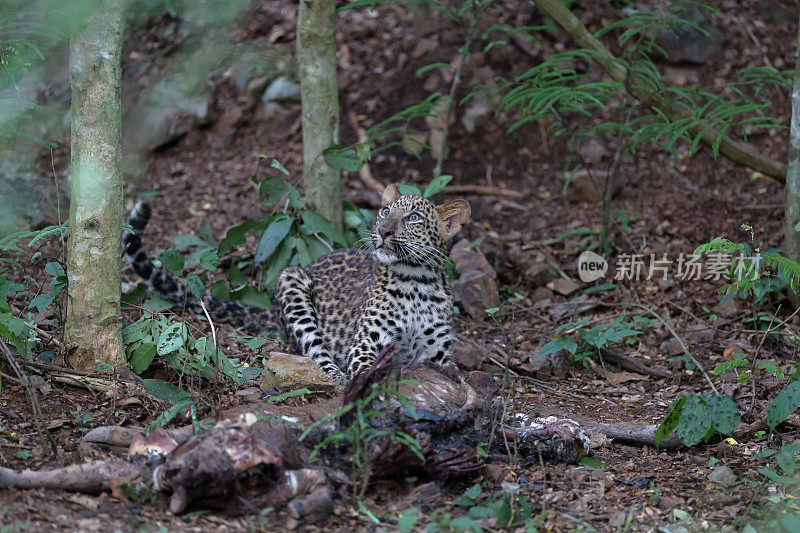 捕猎动物:亚成年豹(Panthera pardus)